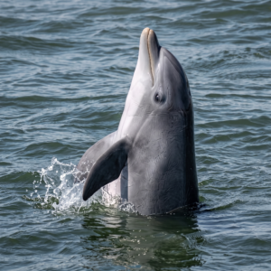 Galveston Dolphin Tours